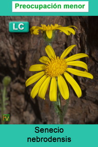 Senecio nebrodensis