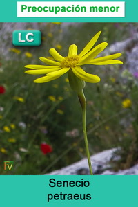 Senecio petraeus