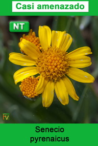 Senecio pyrenaicus