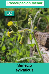 Senecio sylvaticus