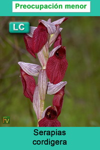 Serapias cordigera