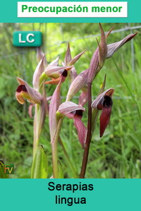 Serapias lingua