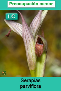 Serapias parviflora