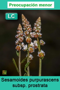 Sesamoides purpurascens prostrata