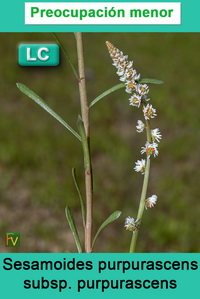 Sesamoides purpurascens purpurascens