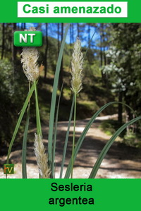 Sesleria argentea
