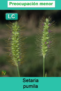 Setaria pumila