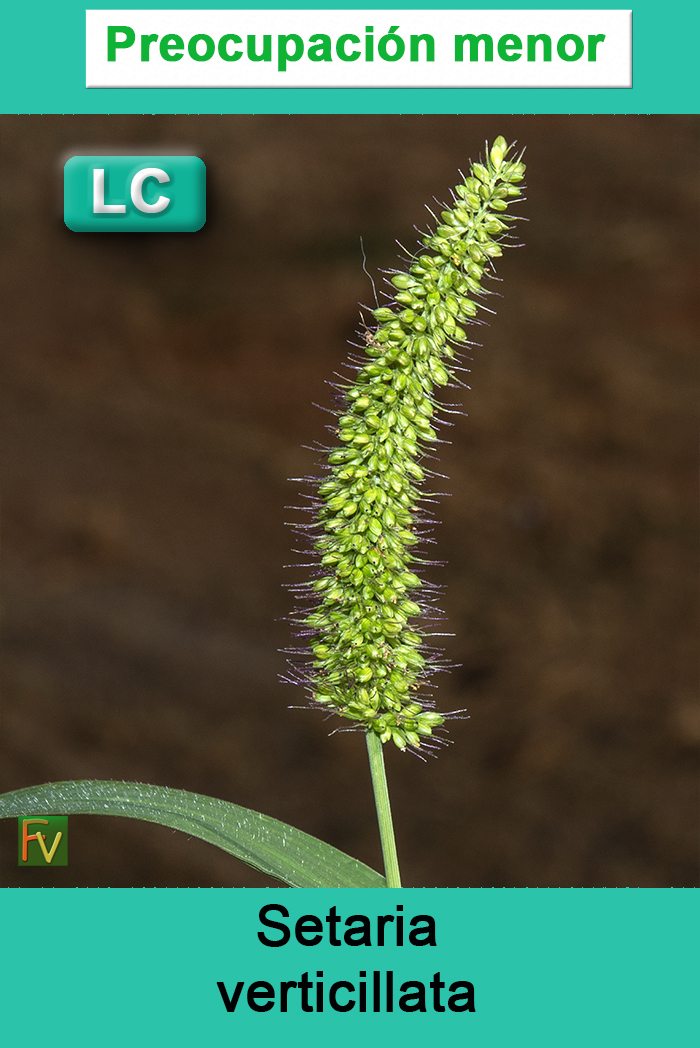 Setaria verticillata