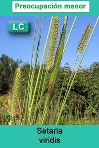 Setaria viridis