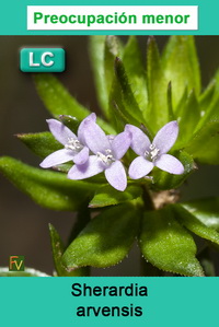 Sherardia arvensis