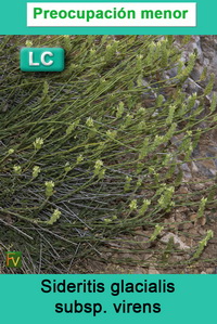 Sideritis glacialis virens