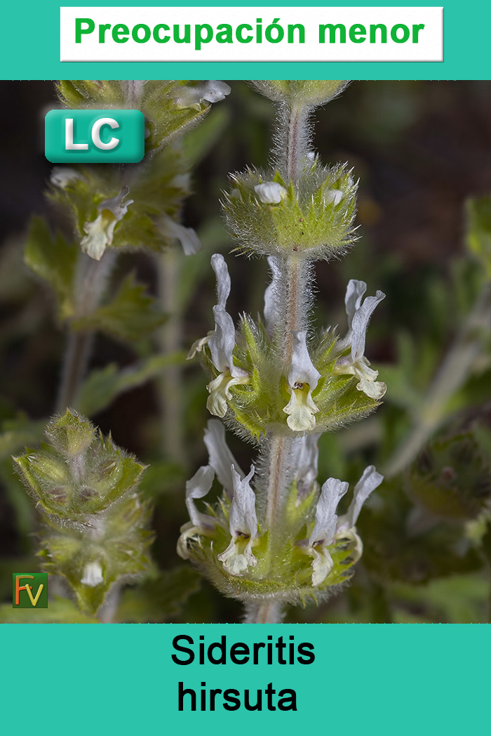 Sideritis hirsuta 
