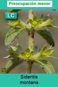 Sideritis montana