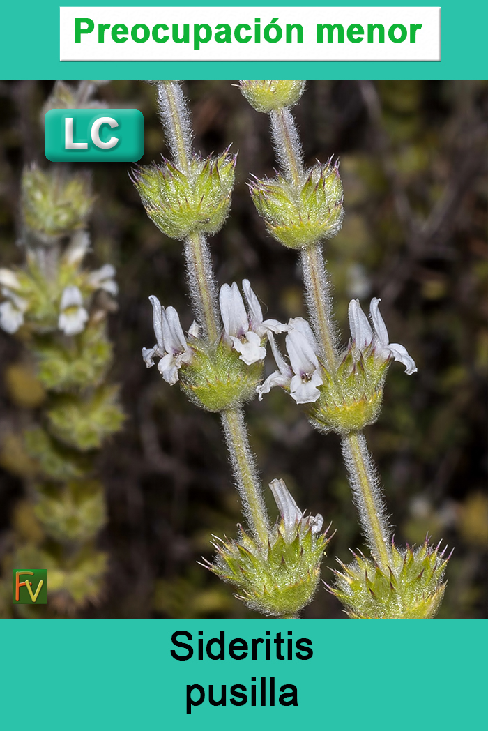 Sideritis pusilla