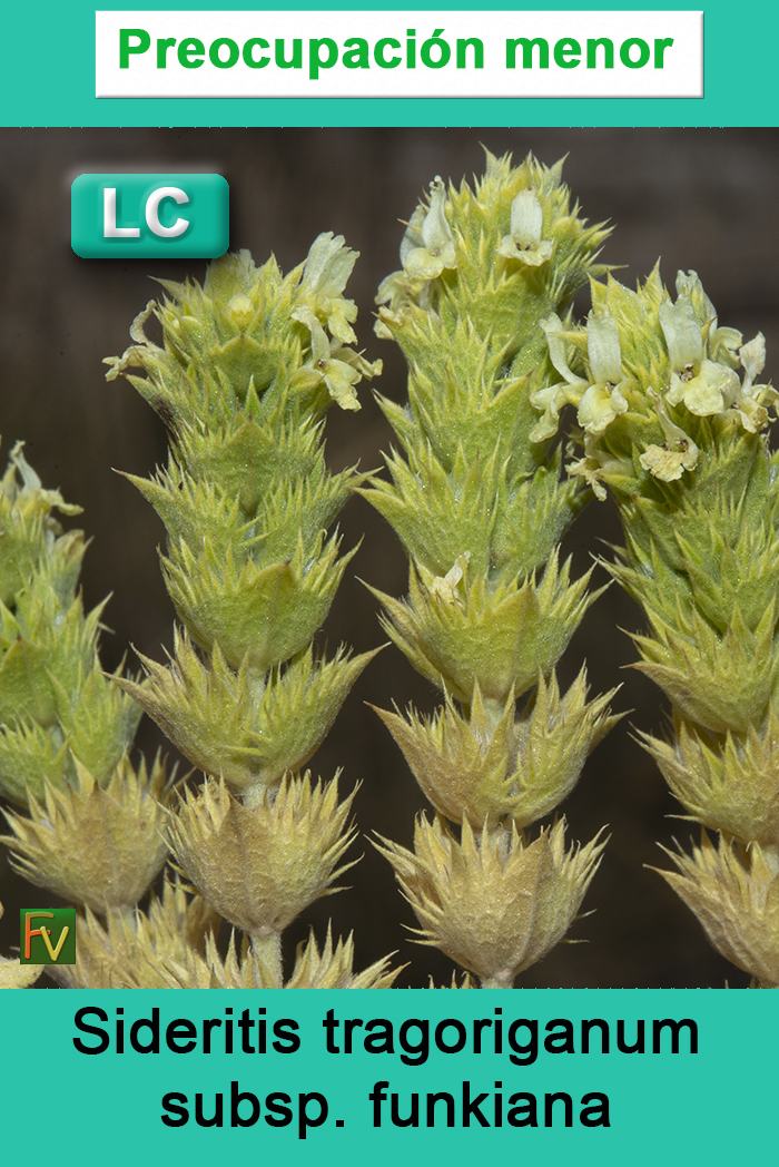 Sideritis tragoriganum funkiana