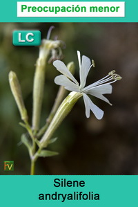 Silene andryalifolia