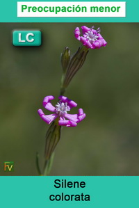 Silene colorata