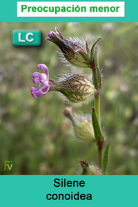 Silene conoidea