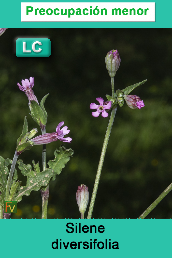 Silene diversifolia