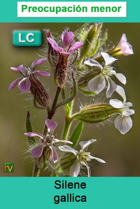 Silene gallica