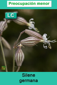 Silene germana