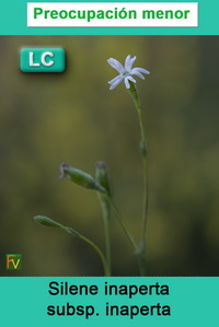 Silene inaperta inaperta