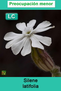 Silene latifolia