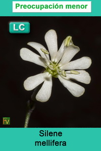 Silene mellifera