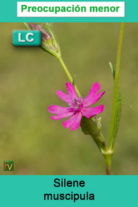 Silene muscipula