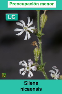 Silene nicaensis