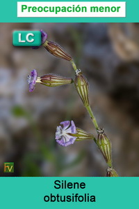 Silene obtusifolia