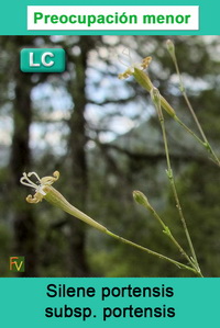 Silene portensis portensis