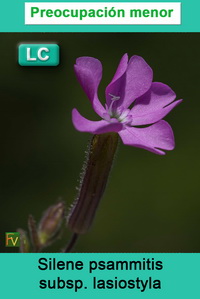 Silene psammitis lasiostyla