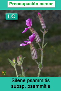 Silene psammitis psammitis