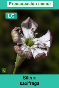 Silene saxifraga