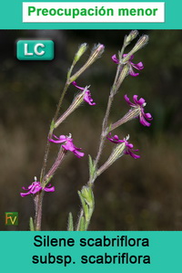 Silene scabriflora scabriflora