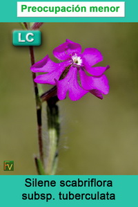 Silene scabriflora tuberculata