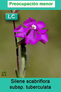 Silene scabriflora tuberculata
