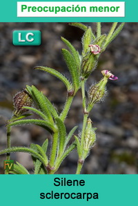 Silene sclerocarpa