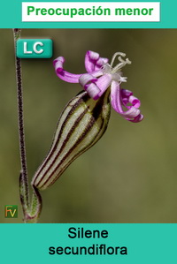 Silene secundiflora