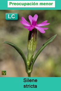 Silene stricta