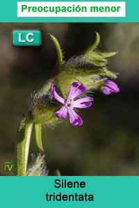 Silene tridentata