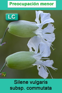 Silene vulgaris commutata