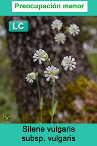 Silene vulgaris vulgaris