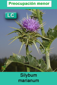 Silybum marianum