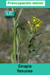 Sinapis flexuosa