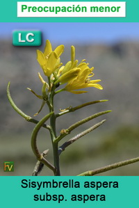 Sisymbrella aspera aspera
