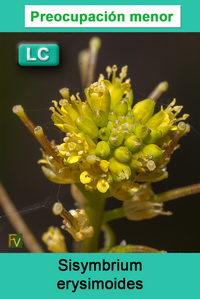 Sisymbrium erysimoides