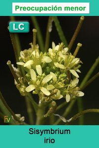 Sisymbrium irio