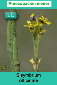 Sisymbrium officinale